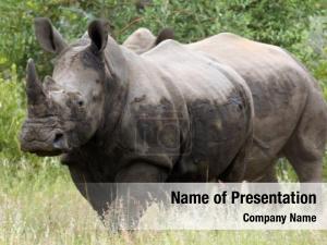 Square lipped white rhinoceros rhinoceros (ceratotherium