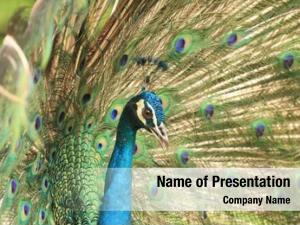 Peacock PowerPoint Templates - Peacock PowerPoint Backgrounds ...