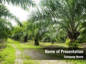 Plantation palm oil  