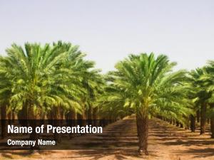 Plantation palm oil  