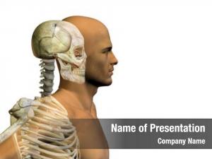 Conceptual anatomy concept human man