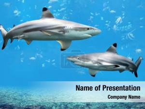 Sharks blacktip reef swimming tropical PowerPoint Template