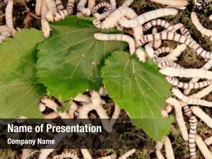 Mulberry silkworms close leaf 