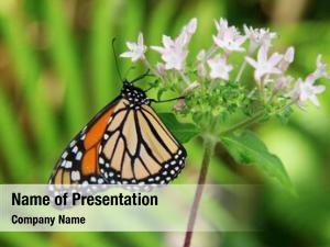 Simply monarch butterfly monarch (danaus