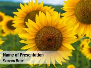 Blooming Sunflowers PowerPoint Templates - Blooming Sunflowers ...