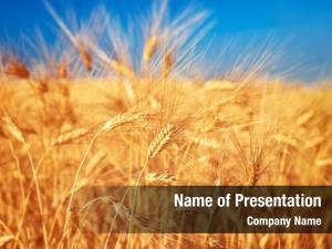 Landscape, wheat field closeup rye