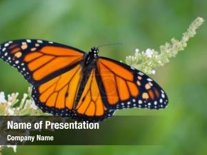 Butterfly male monarch feeding white