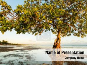 Mangrove tree 