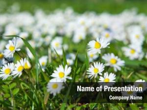 Daisy daisies, lawn flowers growing