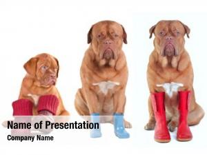 Bordeaux three dogue puppies wearing