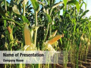 Corn corn growing field 