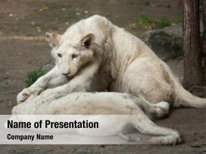White two newborn lion cubs