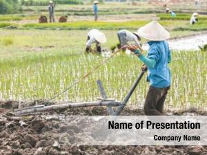 Cultivating vietnamese farmer rice field