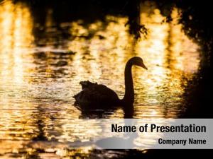 Bird silhouette swan sunset water