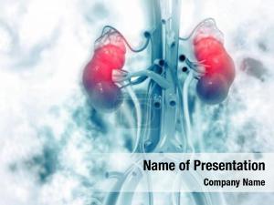 Scientific human kidney   PowerPoint Template