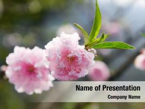 Blossom, sakura, cherry cherry tree