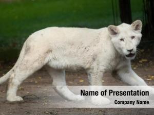 Cub white lion  
