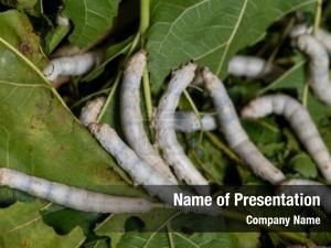 Mulberry silkworm eating green leaf