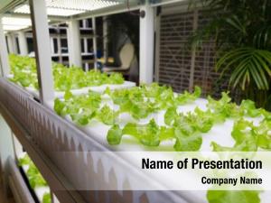 Cultivated plants are hydroponic system