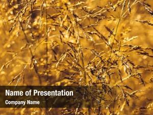 Wheat golden ripe field, sunny