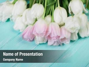 Tender Tulips PowerPoint Template