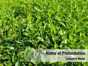 Tea tea growing plantation japan