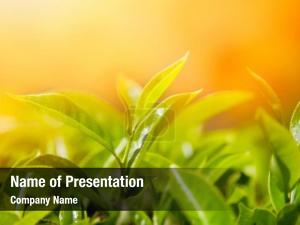  PowerPoint Template