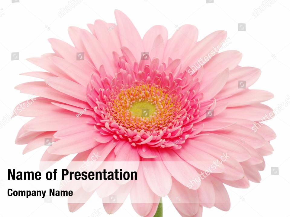 Gerbera flowers red PowerPoint Template Gerbera flowers