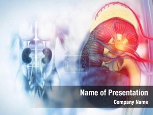 Cross human kidney section scientific