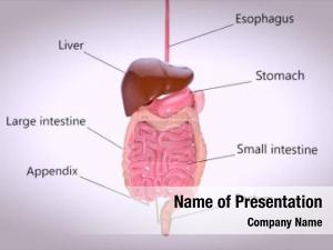 Digestive concept design system 