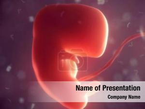 Inside human fetus womb 