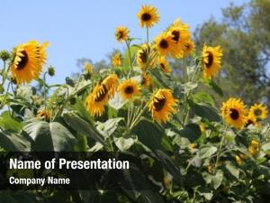 Sunflowers PowerPoint Templates - Sunflowers PowerPoint Backgrounds ...