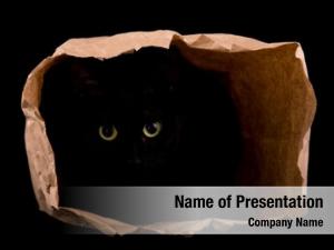 Hiding black cat shadows paper