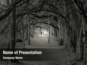 Trees creepy forest over hanging PowerPoint Template