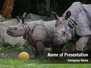 Rhinoceros newborn indian (rhinoceros unicornis)