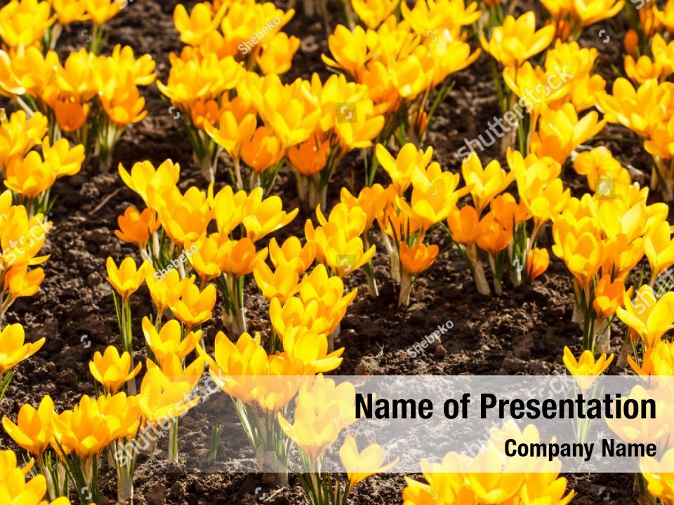 spring-flowers-powerpoint-template-spring-flowers-powerpoint-background