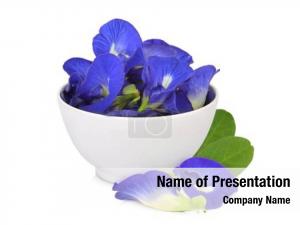 Ternatea bowl clitoria (butterfly pea, PowerPoint Template