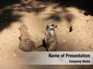 Zoo meerkat family  