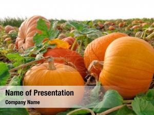 Pumpkin Field PowerPoint Template