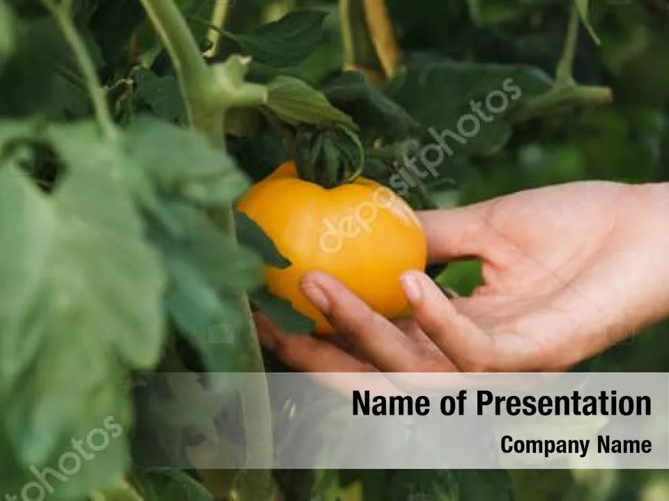 Green and Yellow Touch