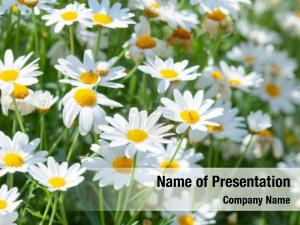 Daisy PowerPoint Template