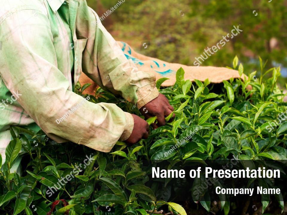 Tea Plantation Ppt Template Free Download