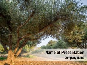Garden olive trees  