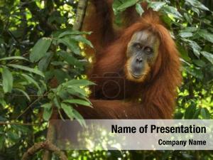 Primates PowerPoint Template