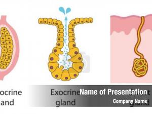 Endocrine glands