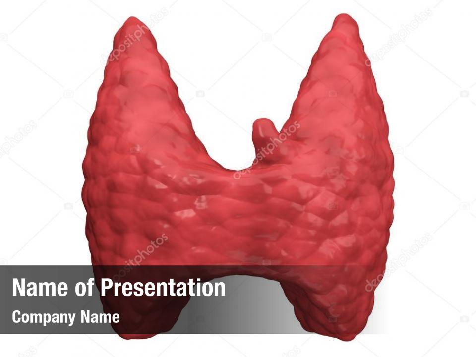 human-thyroid-gland-powerpoint-template-human-thyroid-gland