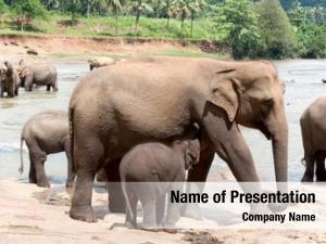 cute indian elephant powerpoint template