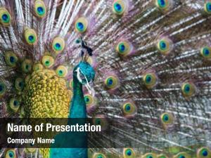 Peacock portrait powerpoint template PowerPoint Template - Peacock ...