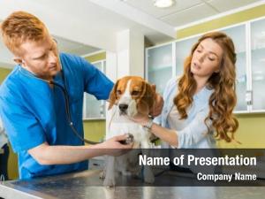 Hospital, veterinary medicine clinic pet