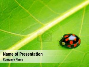 Bug On Green Leaf PowerPoint Template